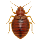 Bed Bugs