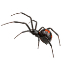 Black Widow