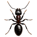Carpenter Ant