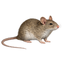 House Mouse
