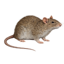 Norway Rat