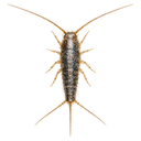Silverfish