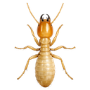 Termites