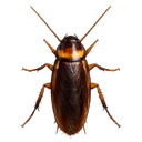 Cockroach