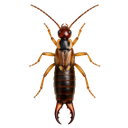 Earwig