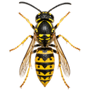 Yellow Jacket