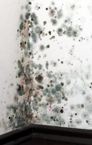 Is Your Southern Oregon Home at Risk for Mold?