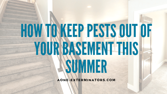 How to Keep Pests Out of Your Basement this Summer