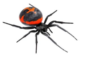 photo of a black widow spider